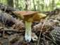Szemcsésnyelű fenyőtinóru (Suillus granulatus), Pilis